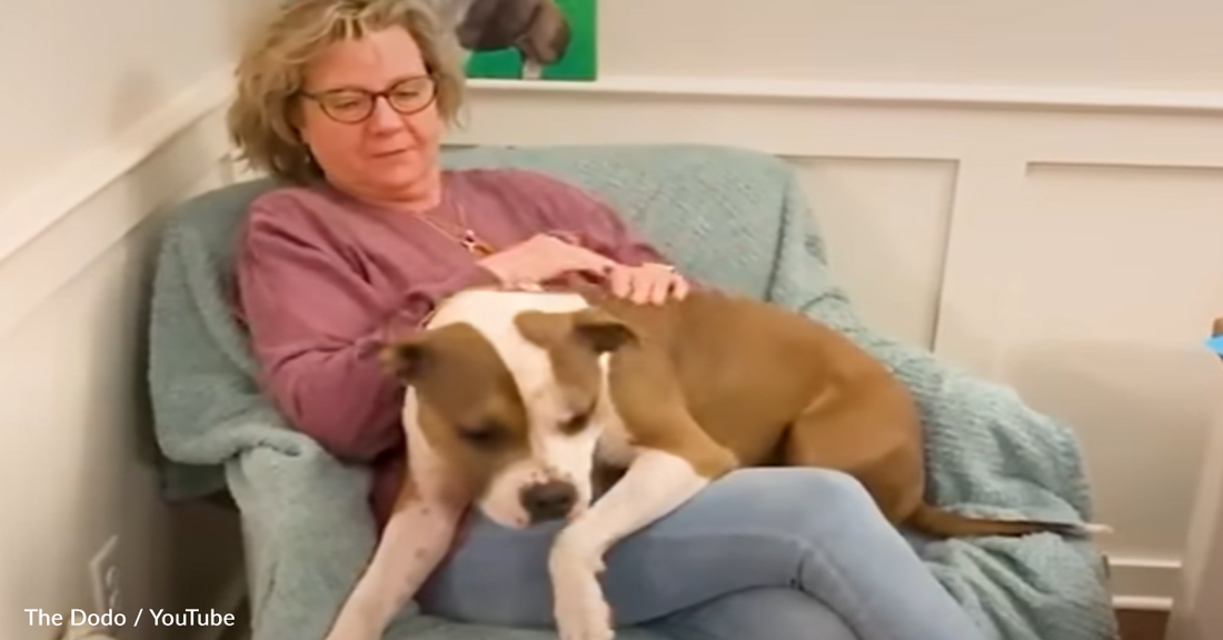 Pittie Melts Hearts With His Special Greeting For Grandma