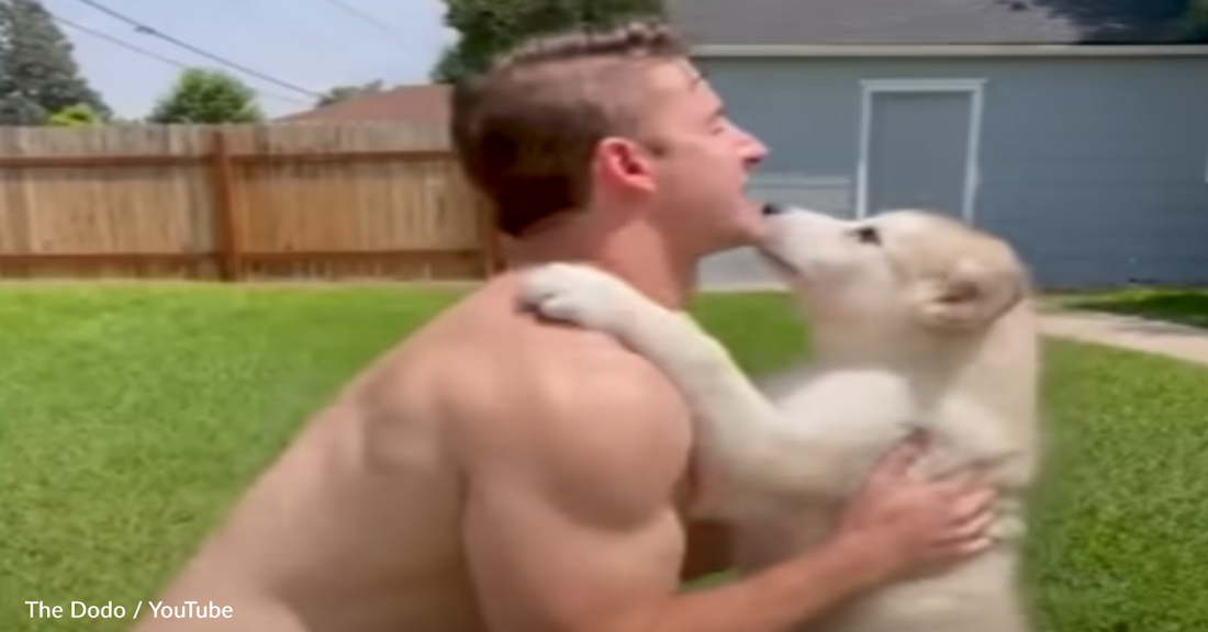 Giant Malamute Tackles His Favorite Human With Hugs