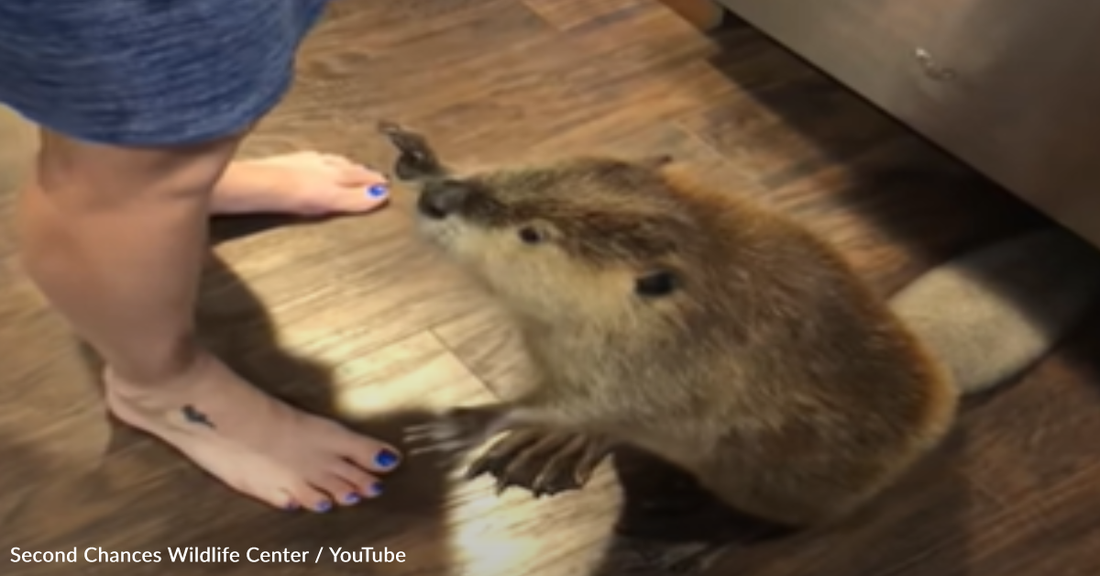 Sweet Rescue Beaver Begs Mom For A Treat