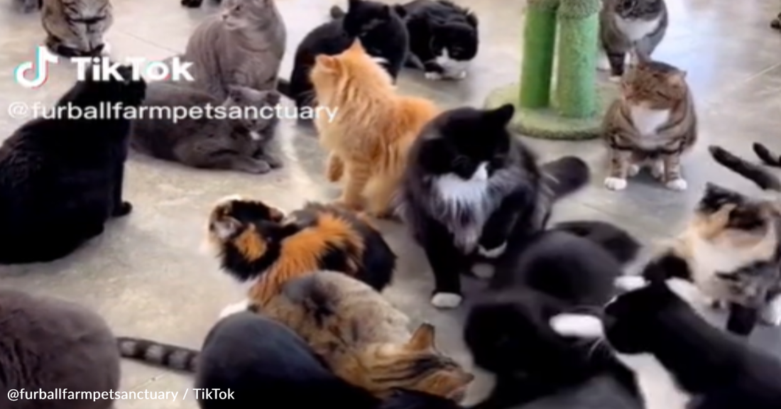 Rescue Cats Get In "Kerfuffle" At Sanctuary Right Before Snack Time