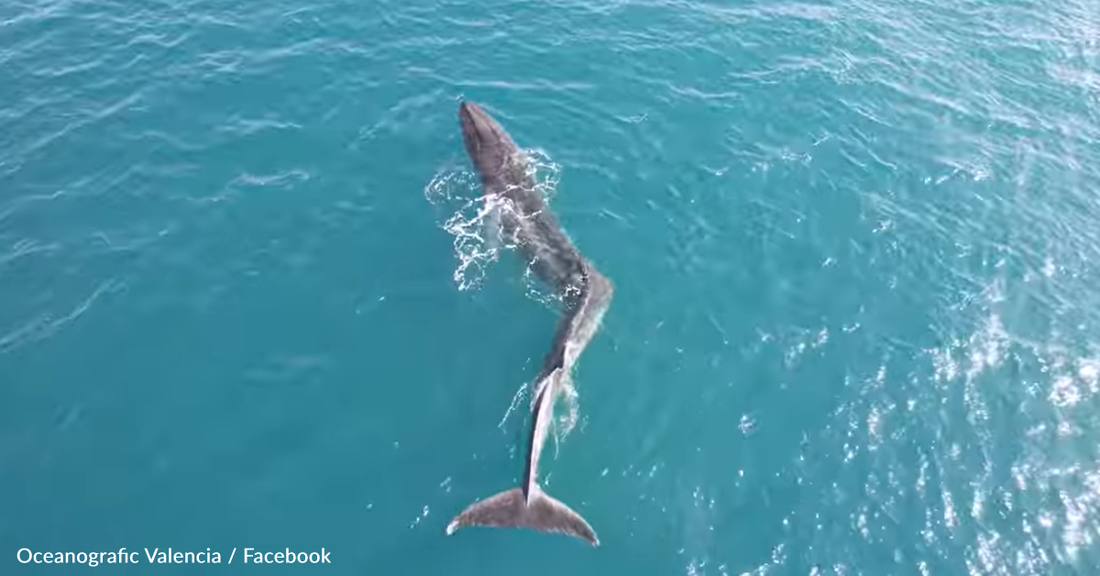 Whale Suffering From Extreme Scoliosis Spotted Off the Coast Of Spain