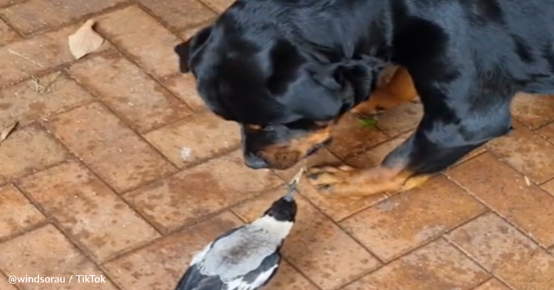 Gentle Rottweiler Plays Tug Of War With Feisty Magpie Bird