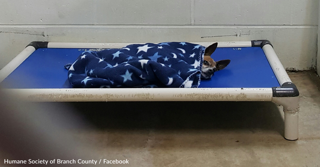 Senior Chihuahua Tucks Himself Into Shelter Bed Every Night Like His Former Owner Used To