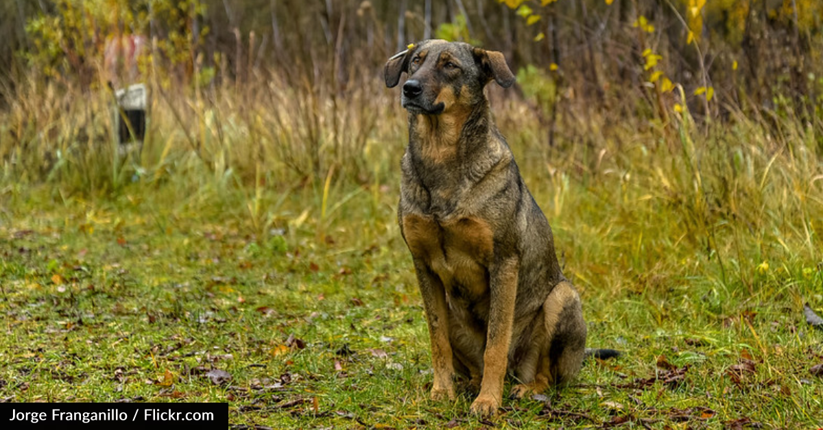Scientists Find Genetic Difference In Dogs Living Near Chernobyl Compa ...