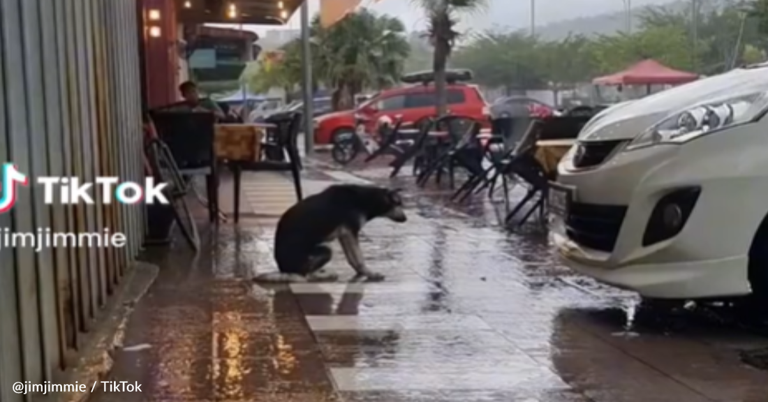 Sad Dog Sitting In The Rain Reunites With Owner After Going Viral On TikTok