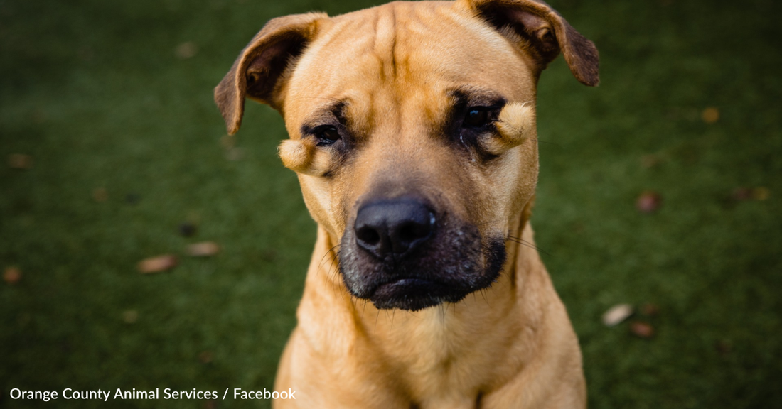 Sad And "Ugly" Shelter Dog Finally Gets A Forever Home