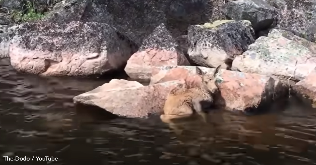 Fishermen Save Two Baby Moose Trapped In The Water