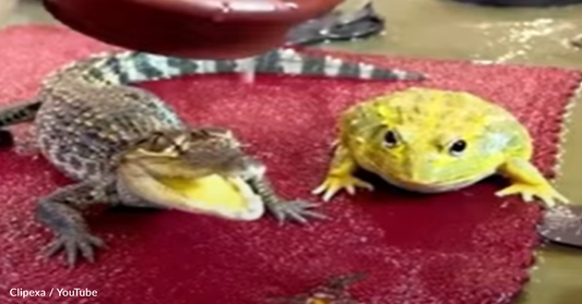 Baby Alligator Loves Getting A Bath With His Froggy Friend