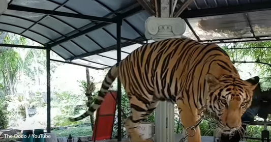 Tiger Finally Tastes Freedom After Living Chained Up For Years In A Zoo