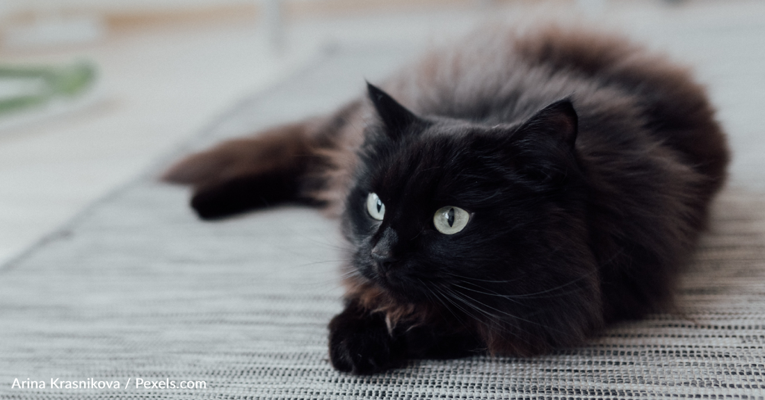 Black Cat Does Adorable "Water Dance" Mid-Drink