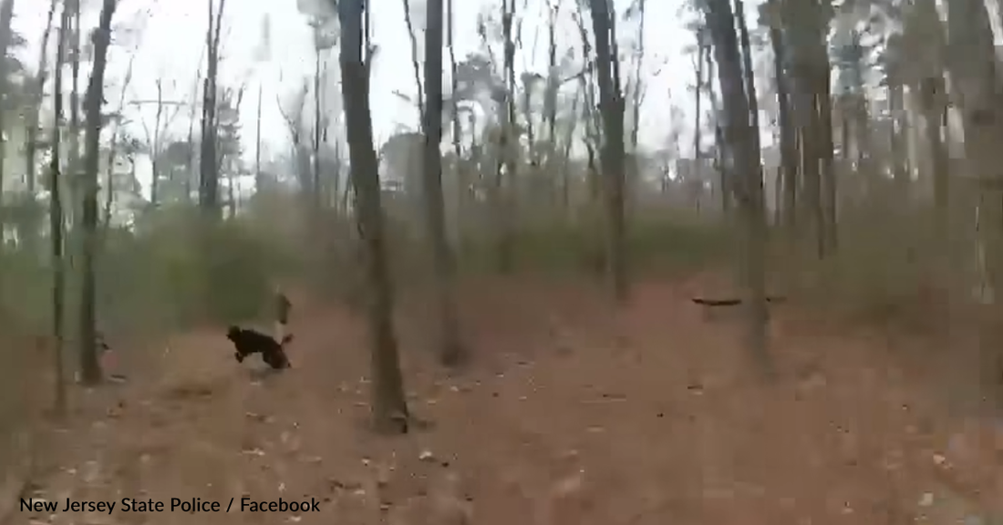 Loyal Labrador Stays With Lost 4-Year-Old In The Woods Until Help Arrives