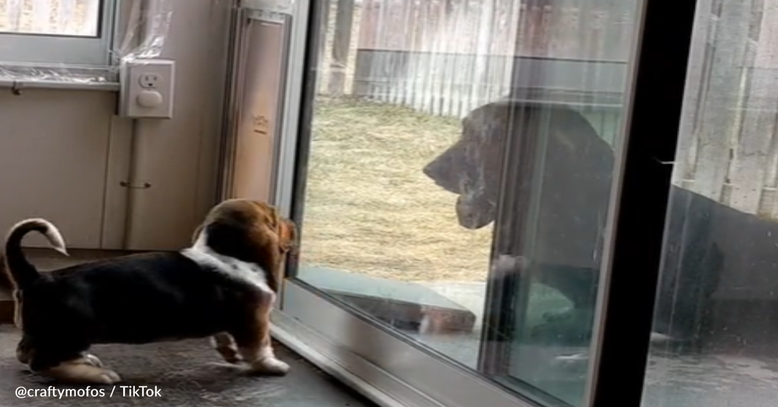 Basset Hound Teaches Little Puppy How To Use The Doggy Door