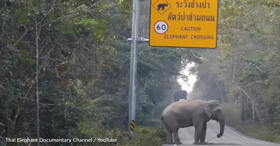 Elephant Uses "Elephant Crossing" to Steal a Snack from a Passing Truck