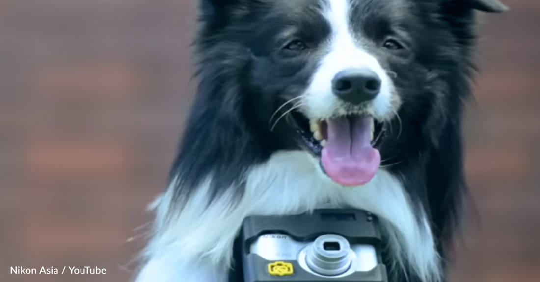 Dog Wears Special Camera That Captures Photos When He's Excited