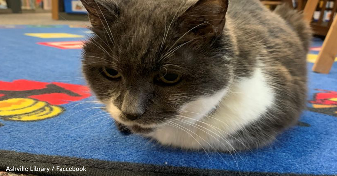 Community Rallies Around To Save 19-Year-Old Cat That Lives At The Library