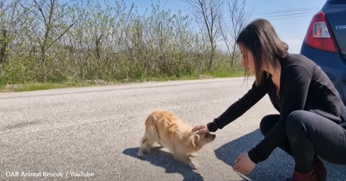 Recusing Stranded Animals Rescuers Find Sick Dog Stranded On The Road And Offer Her A Fresh Start ...