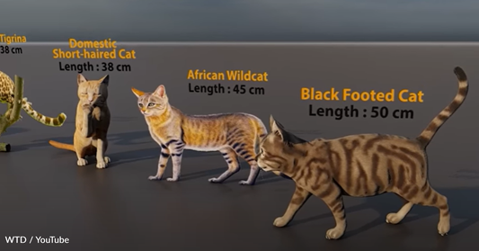 Video Shows Size Comparison Between Domestic and Wild Cats