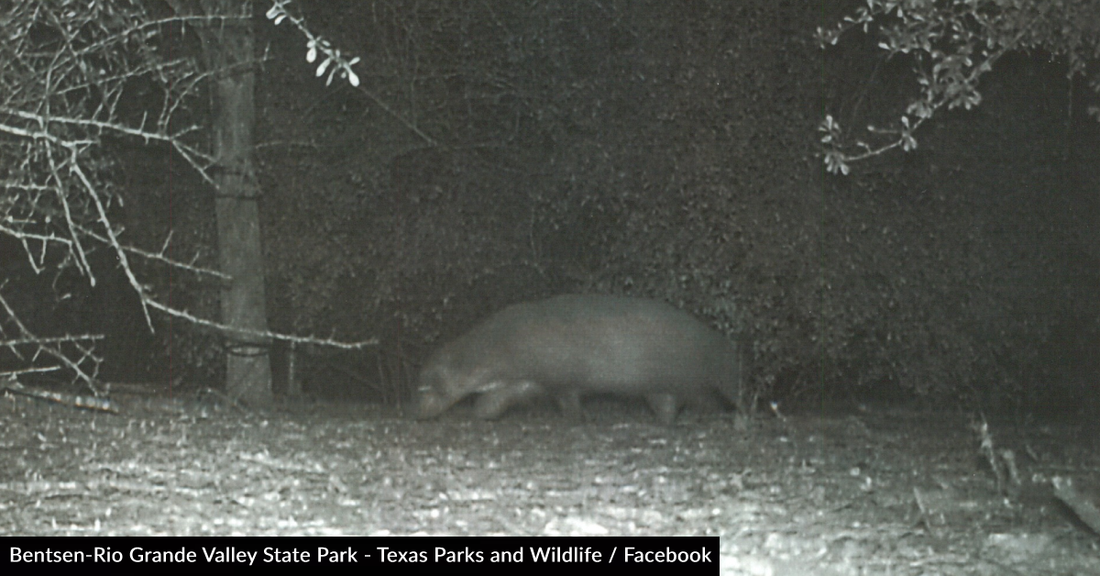 Park Rangers Puzzled After Catching "Mystery Animal" On Trail Camera