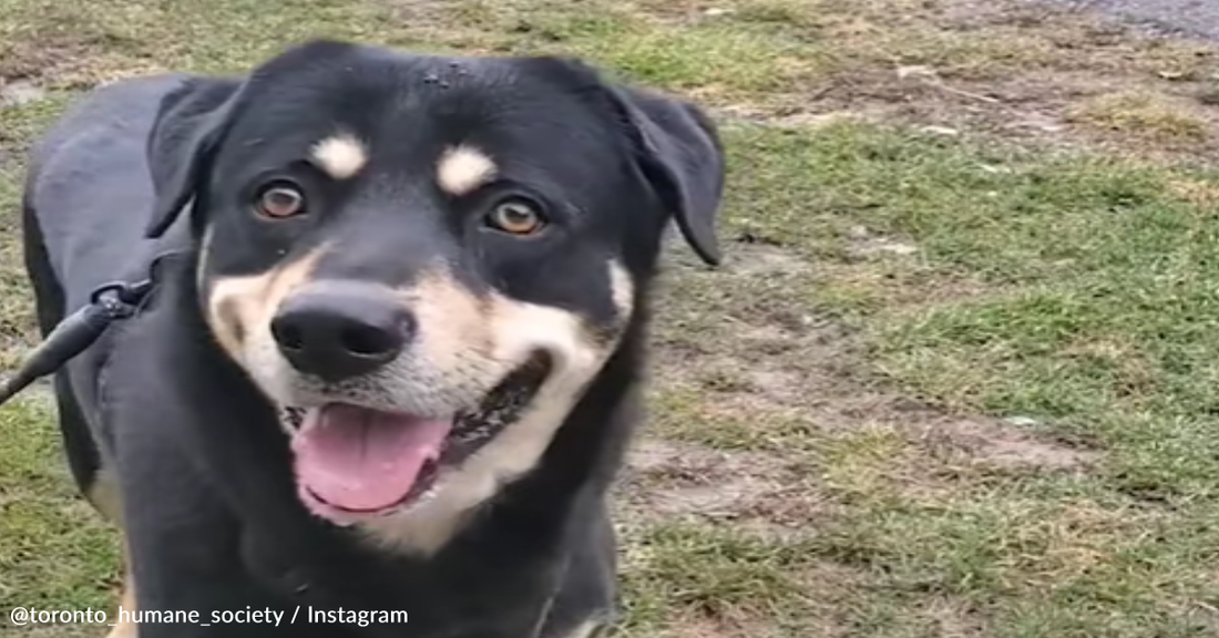 Shelter Searches For Family That Abandoned Dog With A Heartbreaking Note