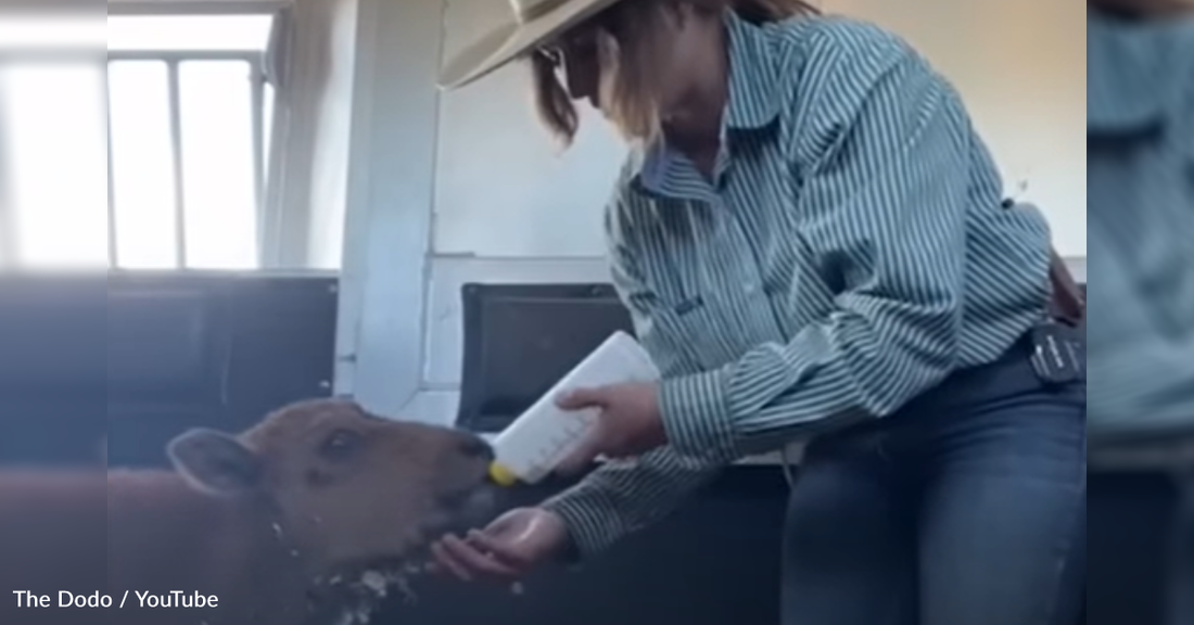 Woman Rescues Orphaned Baby Bison And Adopts Her Into The Family