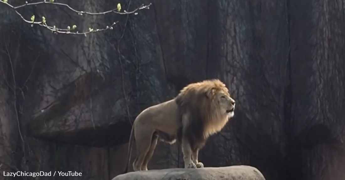 Captive Lion Shows He's Still "King Of The Jungle" With Impressive Roar