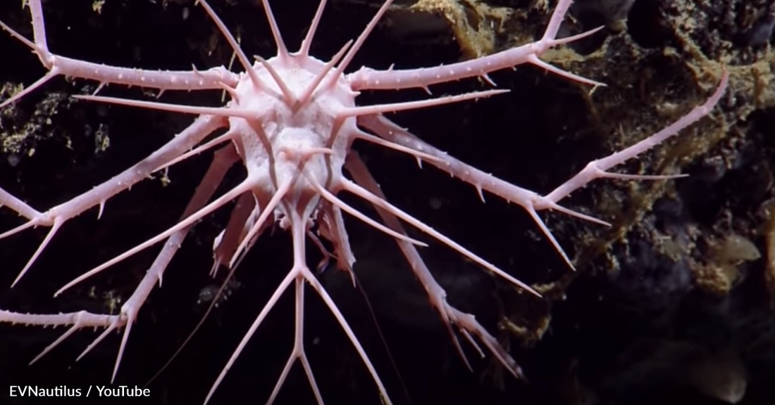 Scientists Spot Rare "Spiky Crab" During Caribbean Deep Sea Expedition