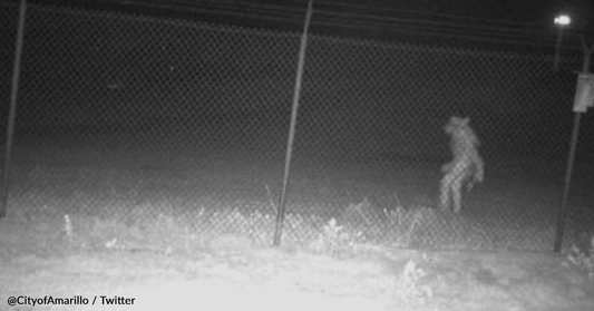Mystery Of Unidentified Creature Outside Amarillo Zoo Remains Unsolved