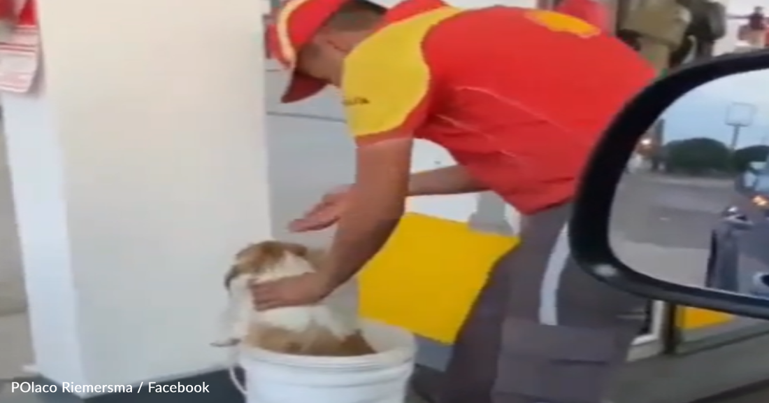 Gas Station Worker Helps Cool Stray Dog With A Bath During Intense Heat Wave