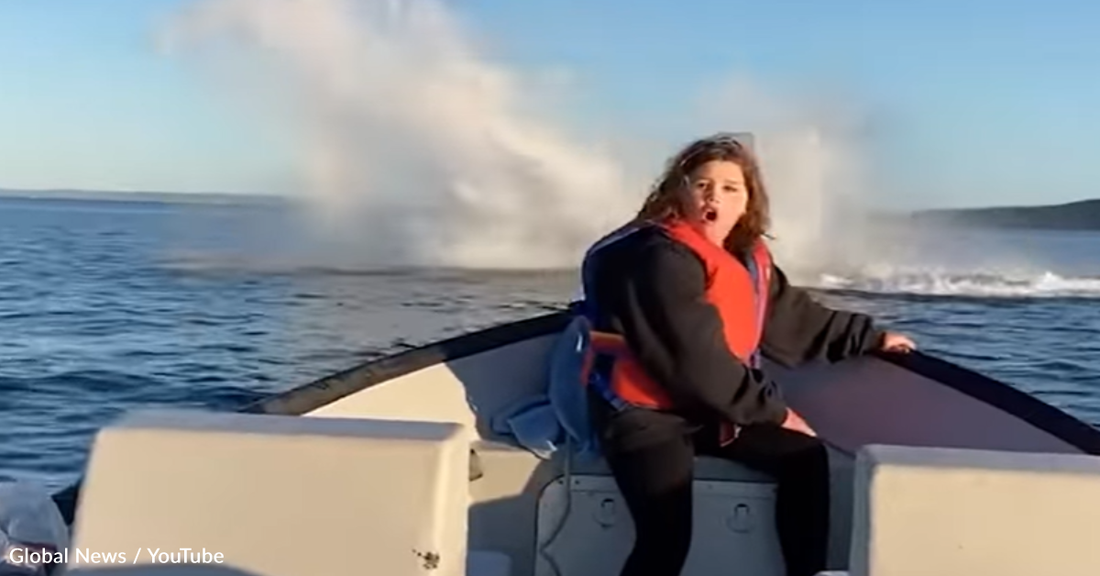 Humpback Whales Put On A Show For Boaters Off The Coast Of Newfoundland