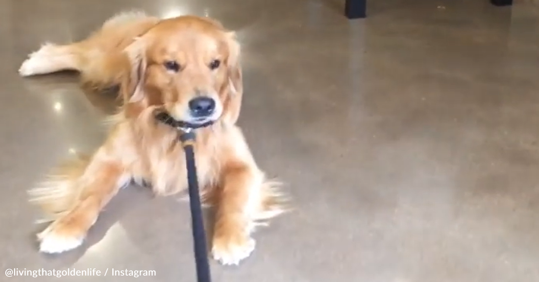 Golden Retriever Refuses To Leave The Pet Store