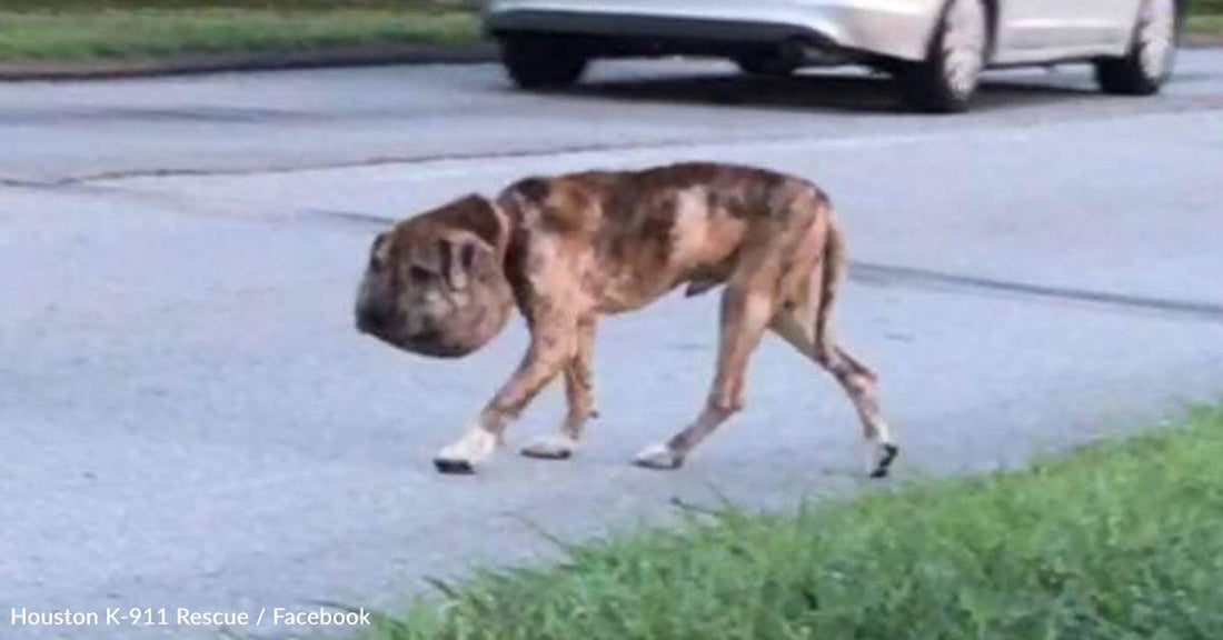 Stray Dog With Shoestring Wrapped Around His Throat Finds Strength To Survive