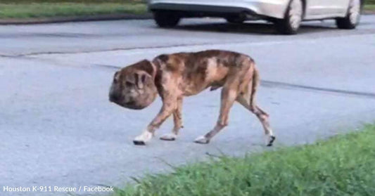 Stray Dog With Shoestring Wrapped Around His Throat Finds Strength To Survive