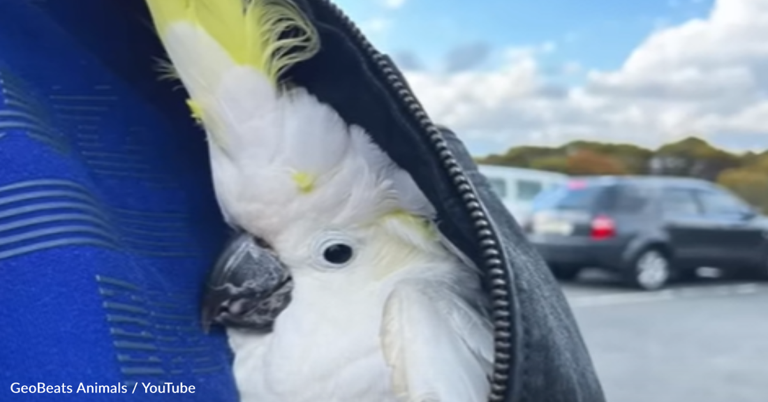 Neglected Cockatoo Starts New Life With People Who Love Him