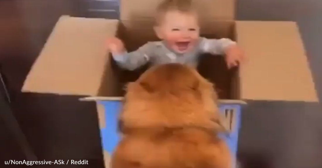 Sweet Golden Retriever Gives Baby Rides Around The House In A Cardboard Box