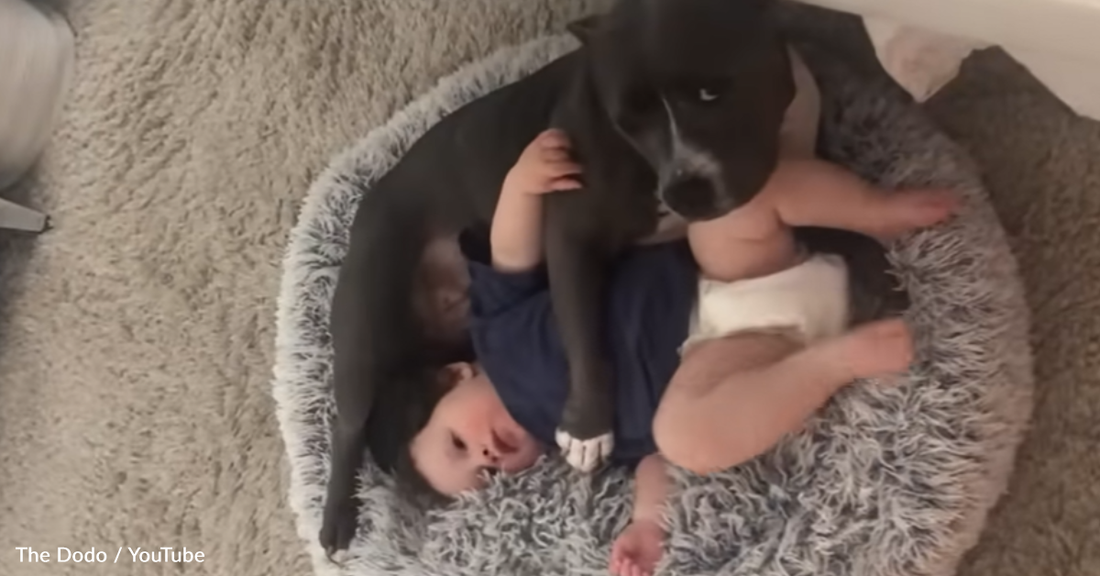 Rescue Pittie Lovingly Dots Over Baby Brother And Never Leaves His Side