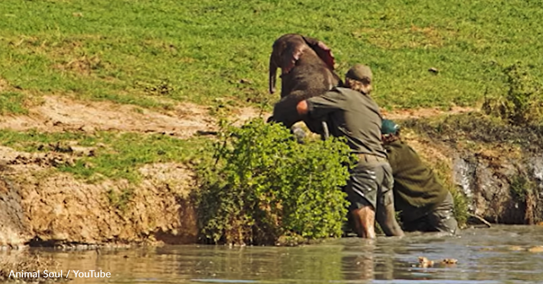 Elephant Herd Gives Thanks To Men Who Saved Their Drowning Calf