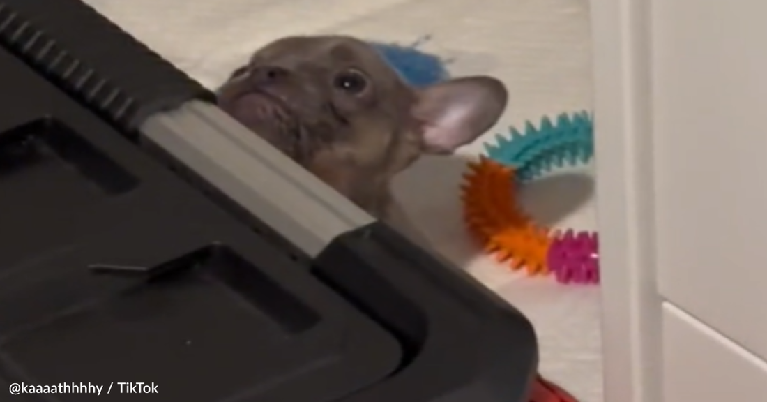 Tiny French Bulldog Refuses To Go To Bed