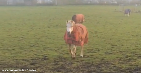 Friendly Pony Befriends Farm Cat