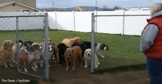 Paitent Daycare Dogs Wait For Their Names To Be Called