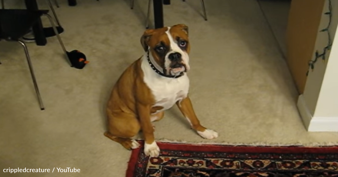 Dog Startles Himself With His Own Farts