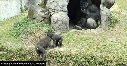 Gorilla Dad Steps In To Mediate His Roughhousing Sons