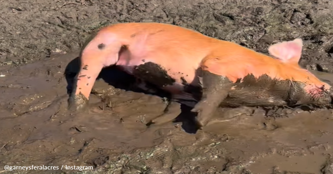 Sweet Rescue Piglet Enjoys Her First-Ever Mud Bath