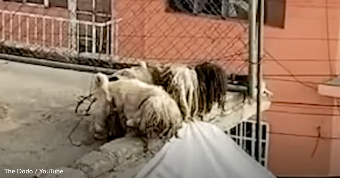 Matted Dog Survives On A Rooftop For Two Long Years Before Help Finally Arrives