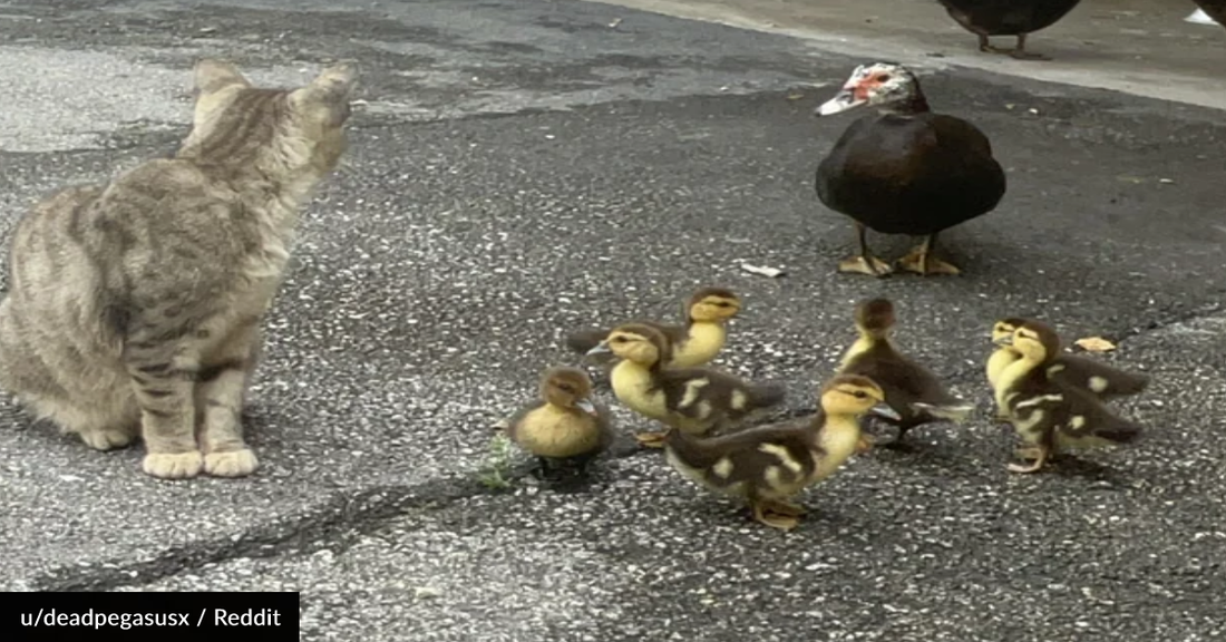 Cats And Ducks Gather Outside Library To Form Strange "Society"