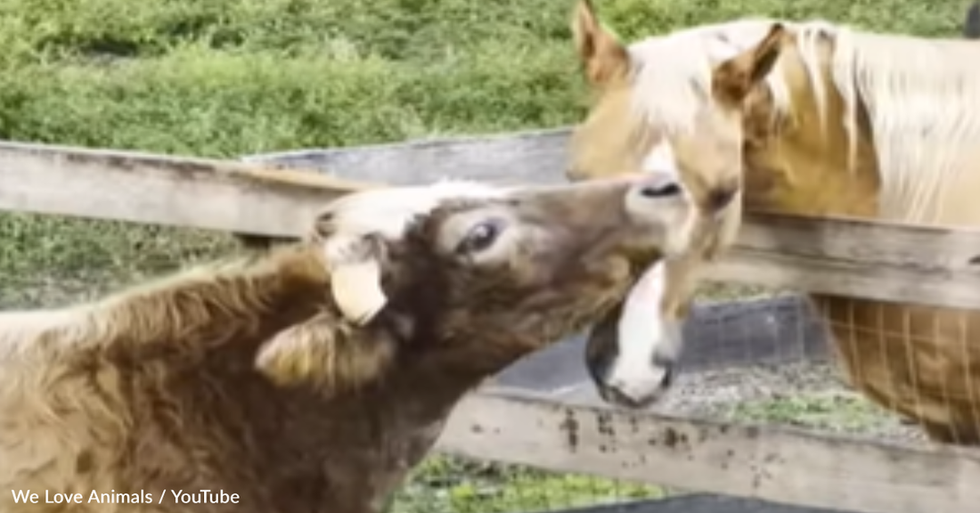 Friendly Rescue Cow Is Determined To Befriend Grumpy Horse