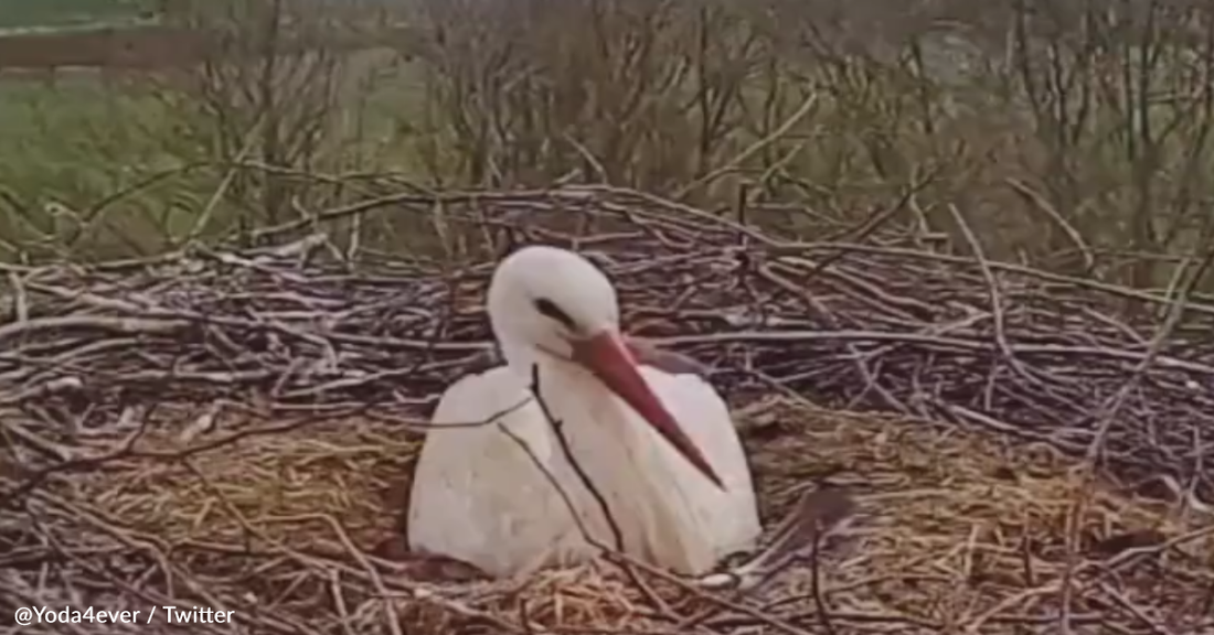 Thoughtful Papa Stork Brings Nesting Mama A Blanket To Keep Her Warm