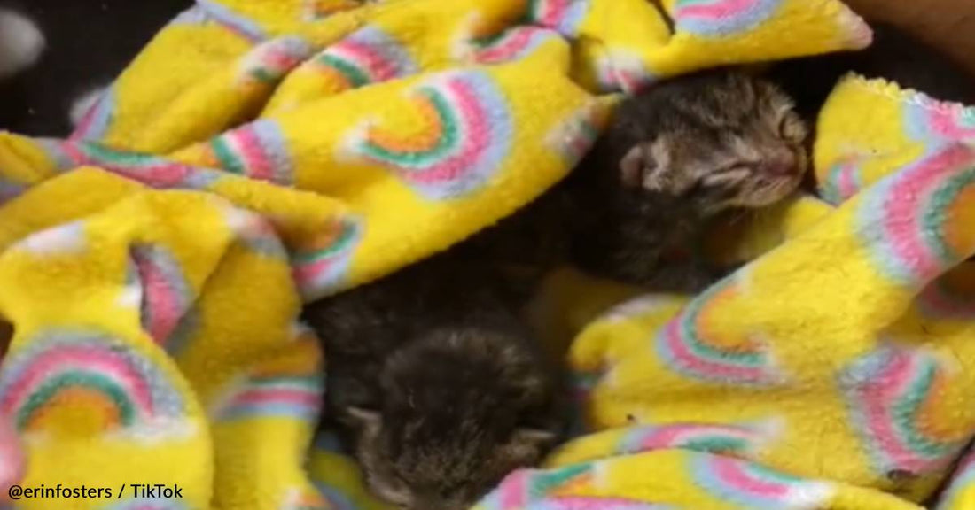 Two Orphaned Kittens Find A New Mama Cat To Take Them In