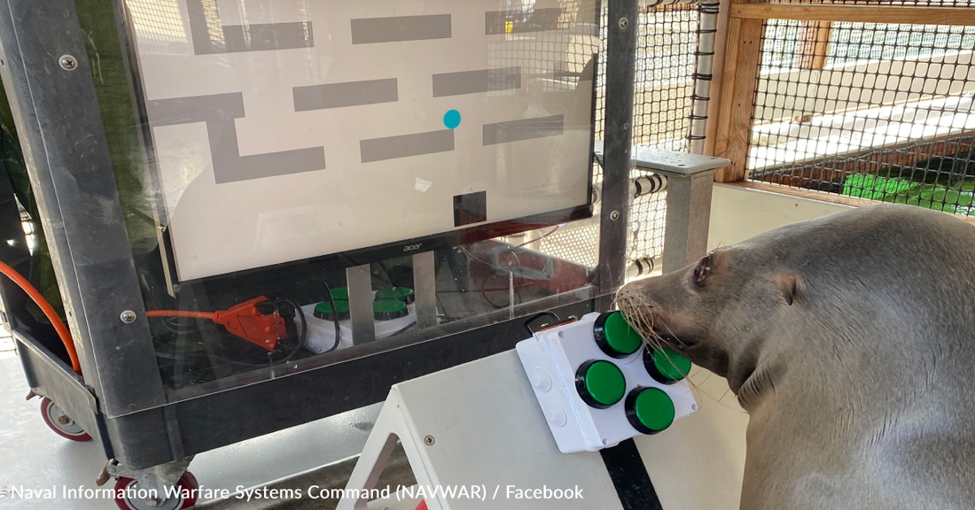 The U.S. Navy Is Teaching Sea Lions How To Play Video Games