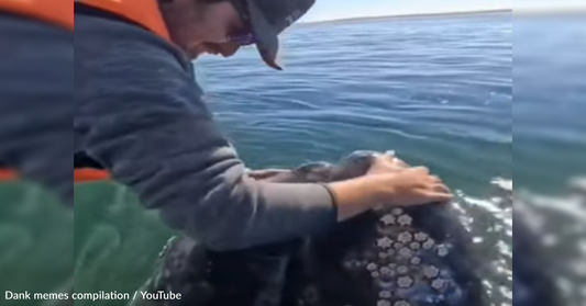 Friendly Gray Whale Gets Hugs And Kisses From Boat Passenger
