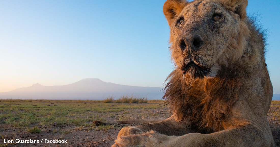 The World's Oldest Wild Lion Was Speared To Death Amidst Increasing Human-Wildlife Conflict